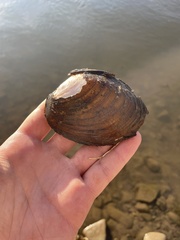 Ortmanniana ligamentina