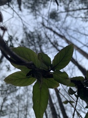 Bignonia capreolata