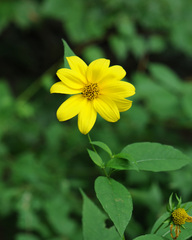 Helianthus decapetalus