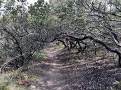 Arctostaphylos pallida
