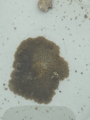Planoceridae