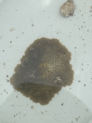 Planoceridae
