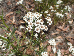 Ixodia achillaeoides