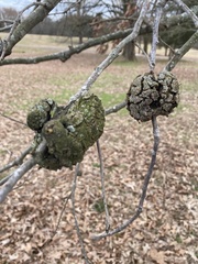 Callirhytis quercuspunctata