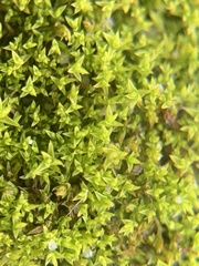 Pseudocrossidium hornschuchianum