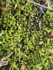 Pseudocrossidium hornschuchianum