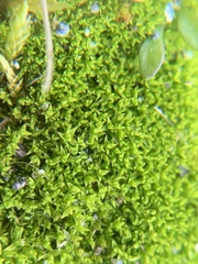 Pseudocrossidium hornschuchianum