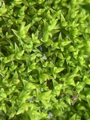 Pseudocrossidium hornschuchianum