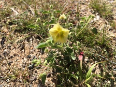 Physalis crassifolia