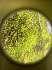 Pseudocrossidium hornschuchianum