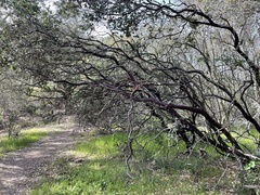 Arctostaphylos pallida