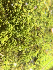 Pseudocrossidium hornschuchianum