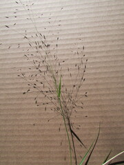 Eragrostis trichocolea