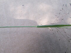 Eragrostis trichocolea