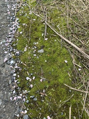 Pseudocrossidium hornschuchianum