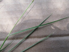Eragrostis trichocolea