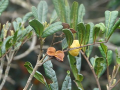 Cupania