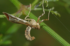 Leucinodes