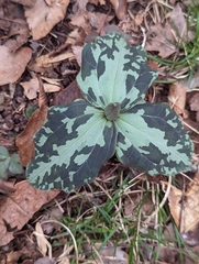Trillium cuneatum