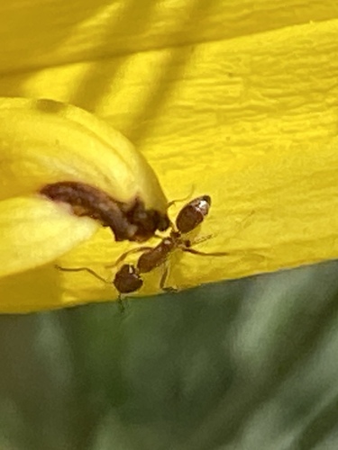 iNaturalist observation photo of Argentine Ant