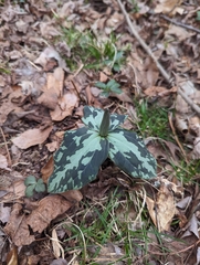 Trillium cuneatum