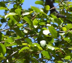 Alnus oblongifolia