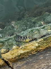 Salaria pavo