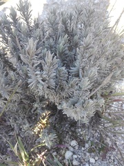 Lavandula