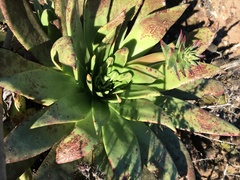 Dudleya brittonii