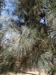 Pinus maximartinezii