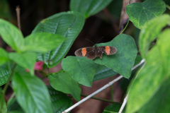 Heliconius erato adana