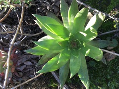 Dudleya brittonii