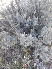 Lavandula