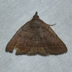 Zanclognatha obscuripennis