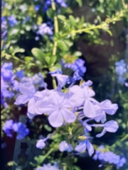 Plumbago