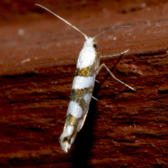 Argyresthia calliphanes