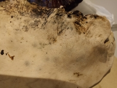 Fomitopsis betulina