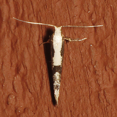 Argyresthia conjugella
