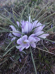 Crocus carpetanus