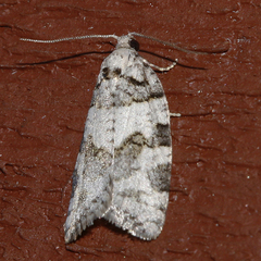 Argyrotaenia provana
