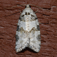 Argyrotaenia provana