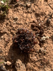 Veromessor chicoensis