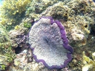Cryptodendrum adhaesivum