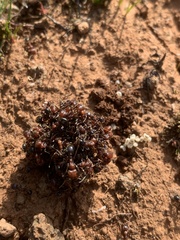 Veromessor chicoensis