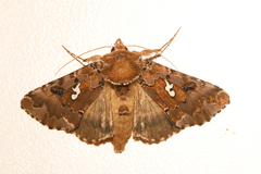 Autographa corusca