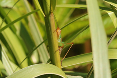 Conocephalus cinnamonifrons
