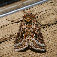 Autographa mappa