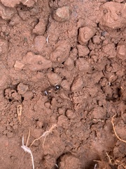 Veromessor chicoensis