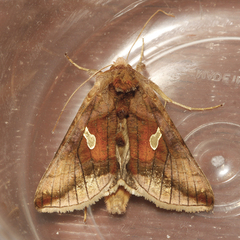 Autographa metallica