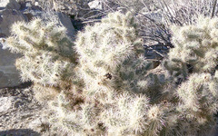 Cylindropuntia chuckwallensis